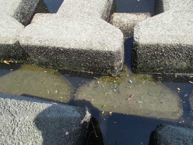 17年05月21日 日 埼玉県 朝霞店の釣果です 釣具のキャスティング