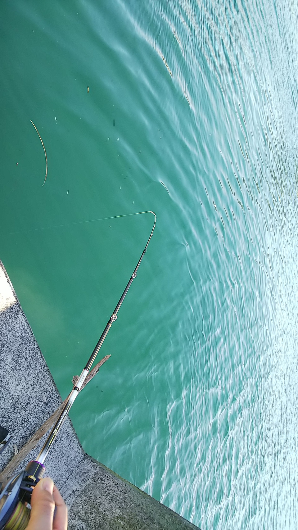 最新釣果 泉バイパス店 釣具のキャスティング