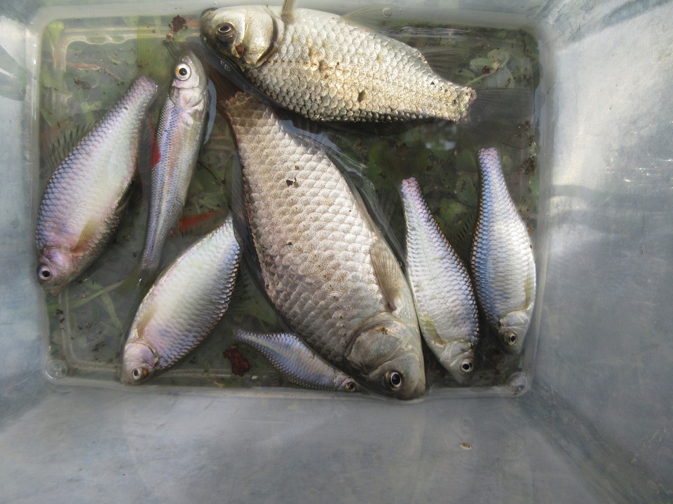 19年04月07日 日 埼玉県 朝霞店の釣果です 釣具のキャスティング