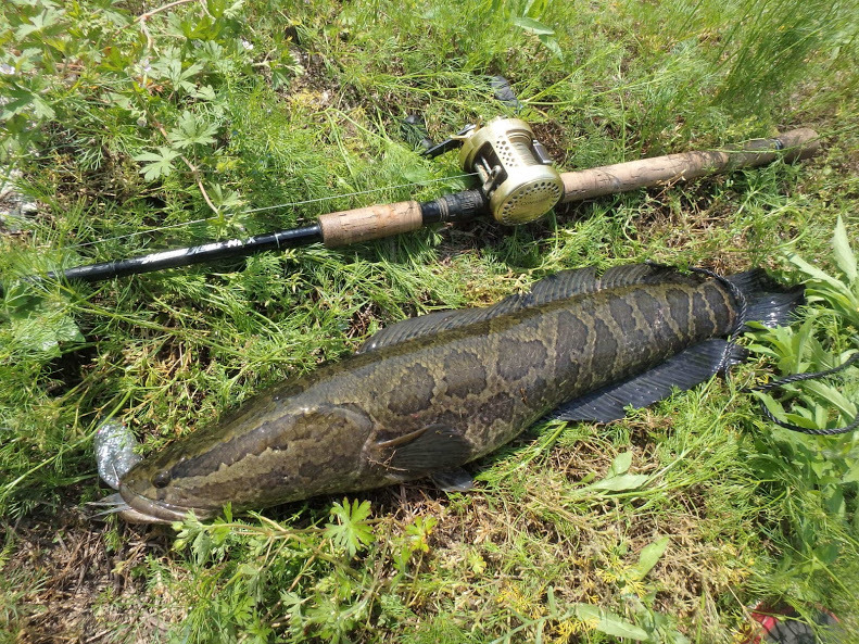 19年05月05日 日 福岡県 福岡店の釣果です 釣具のキャスティング