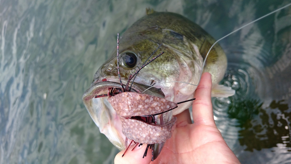 19年07月24日 水 東京都 八王子店の釣果です 釣具のキャスティング