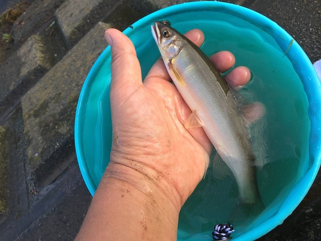 19年08月21日 水 埼玉県 ふじみ野店の釣果です 釣具のキャスティング