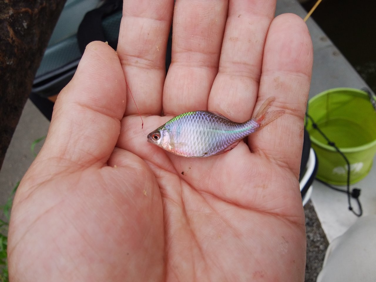 最新釣果 朝霞店 釣具のキャスティング