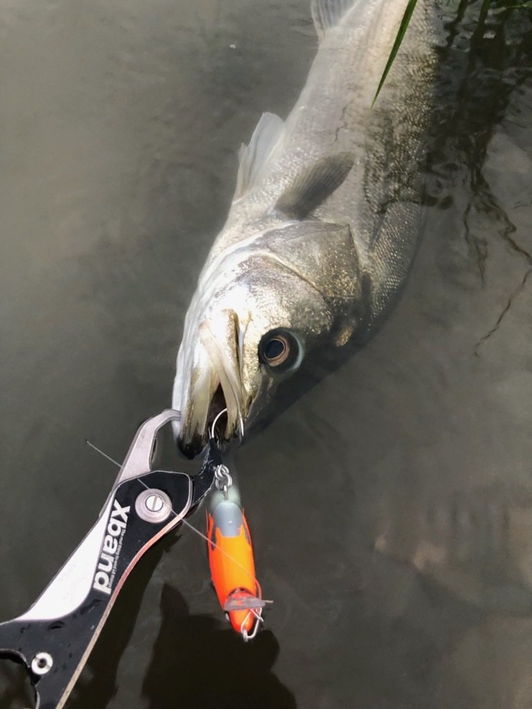 最新釣果 東久留米店 釣具のキャスティング