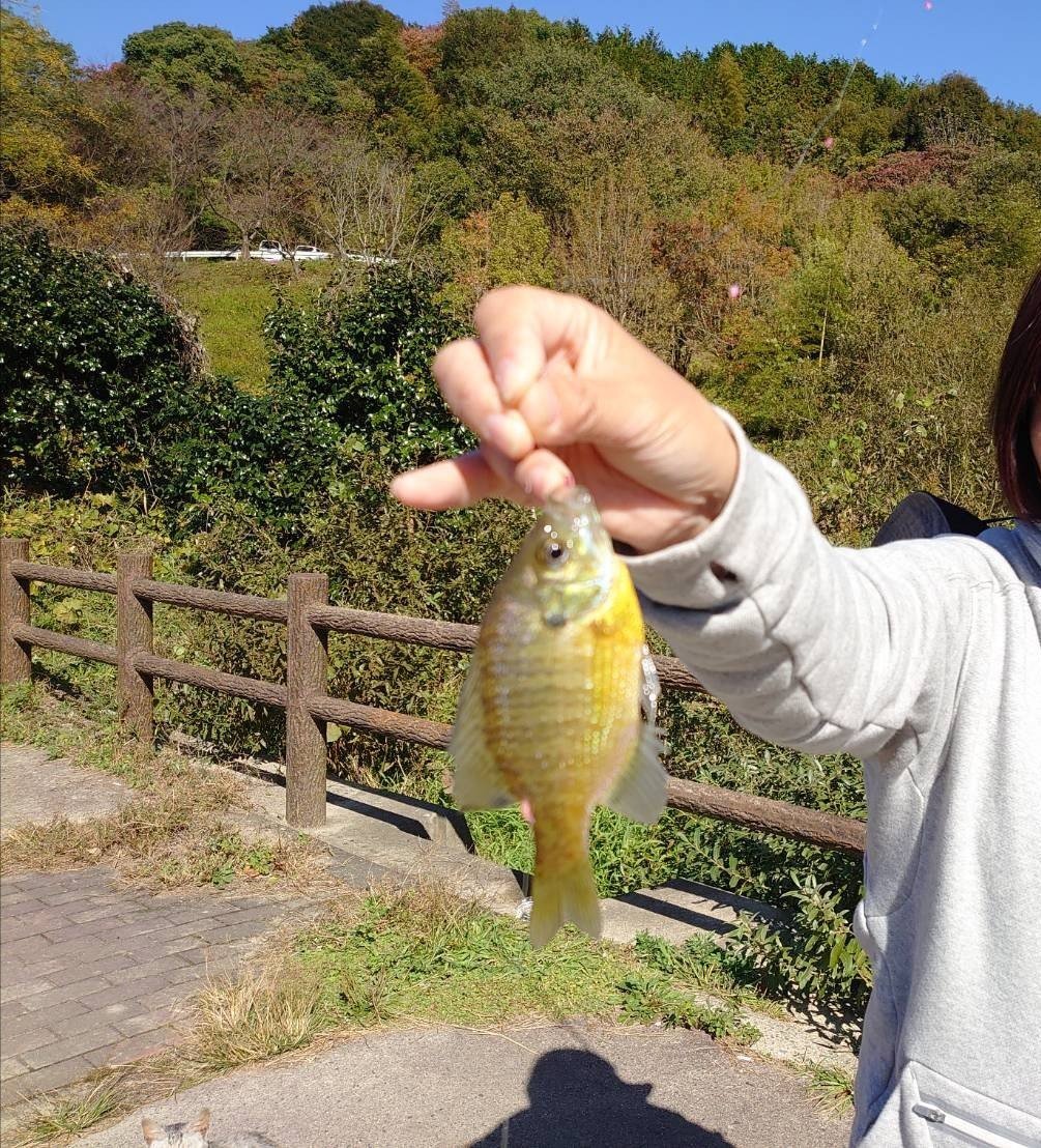 19年11月15日 金 福岡県 太宰府店の釣果です 釣具のキャスティング