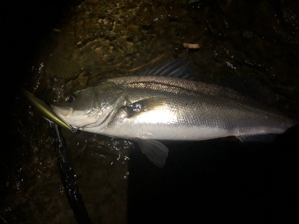 最新釣果 東久留米店 釣具のキャスティング