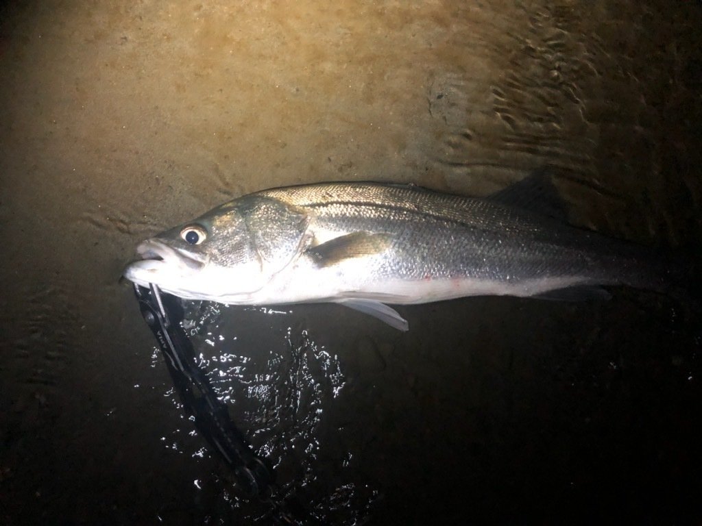 最新釣果 東久留米店 釣具のキャスティング