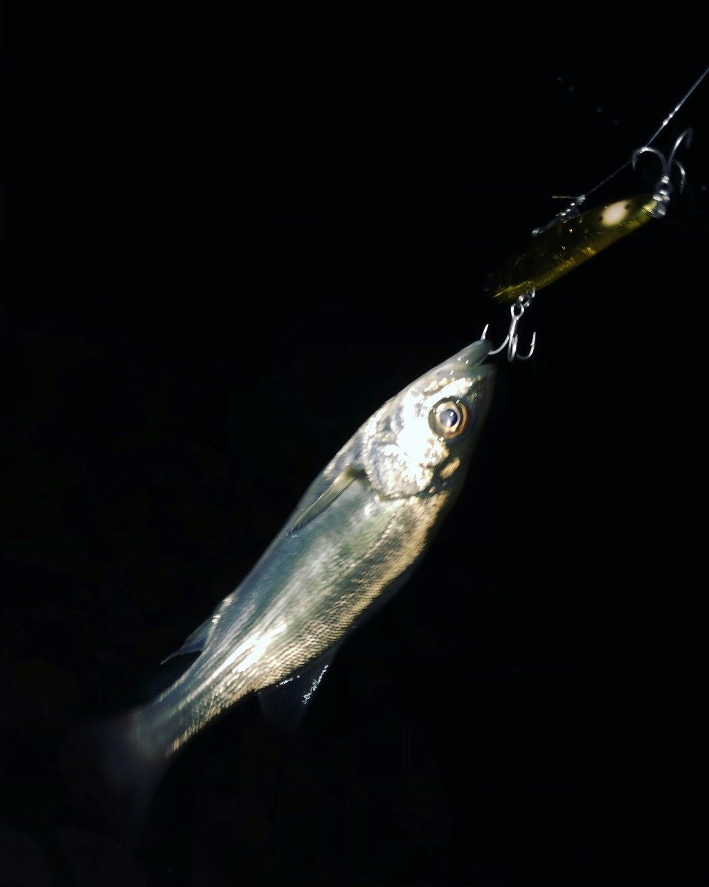 最新釣果 水戸店 釣具のキャスティング