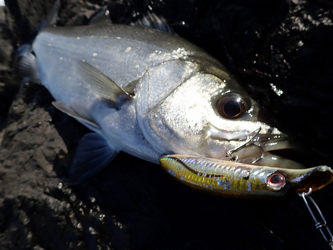 最新釣果 福岡店 釣具のキャスティング