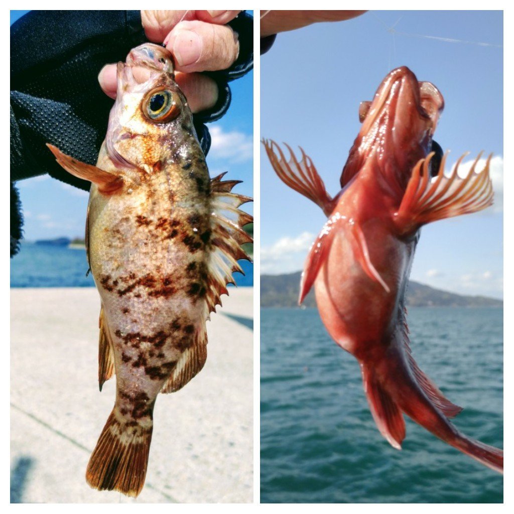 トップ100 釣り ボイルエビ 魚のすべて