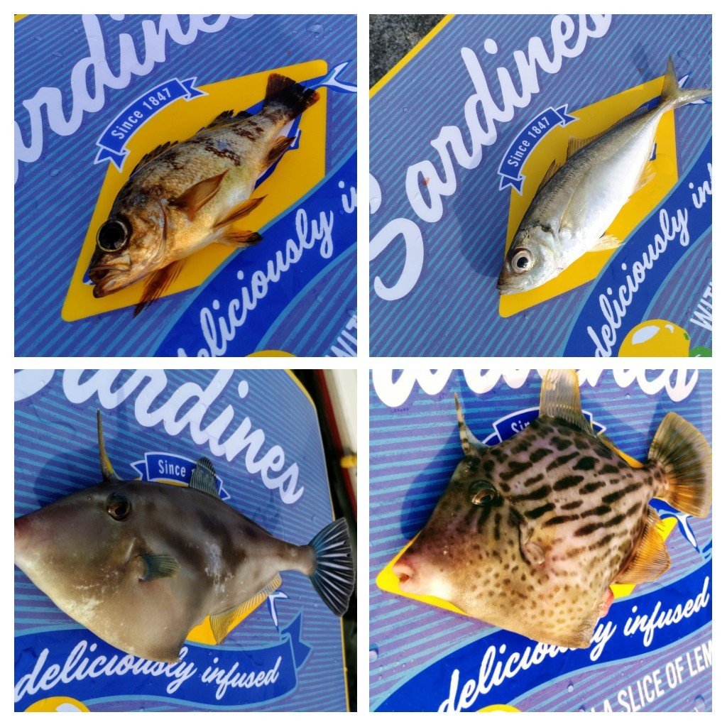 トップ100 釣り ボイルエビ 魚のすべて