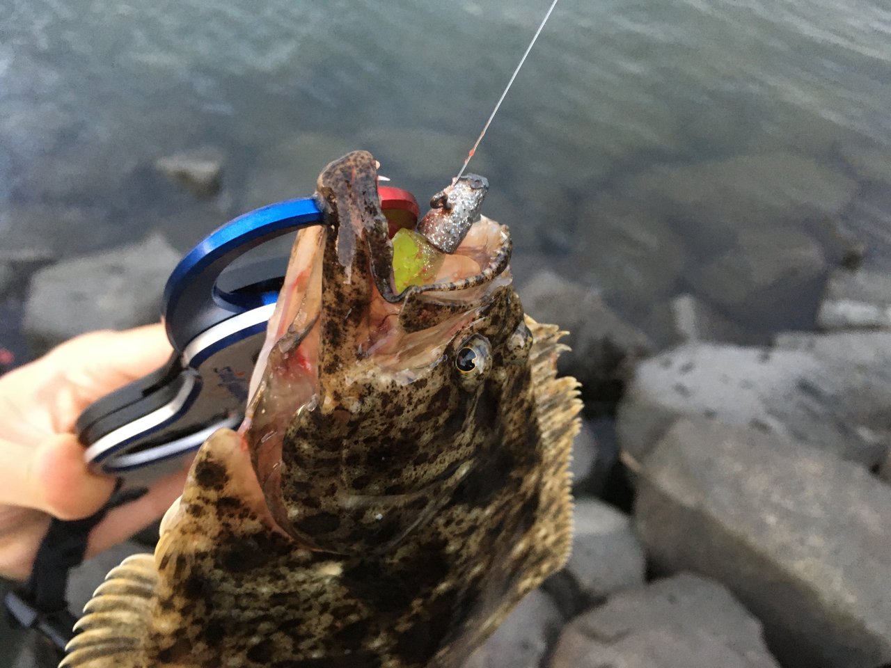 最新釣果 釣具のキャスティング