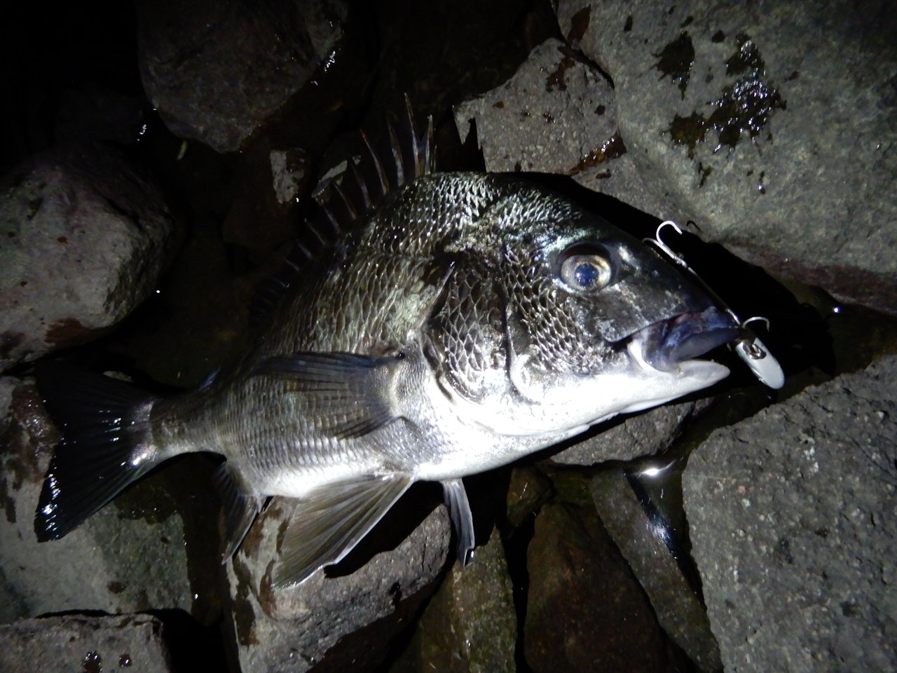 最新釣果 釣具のキャスティング