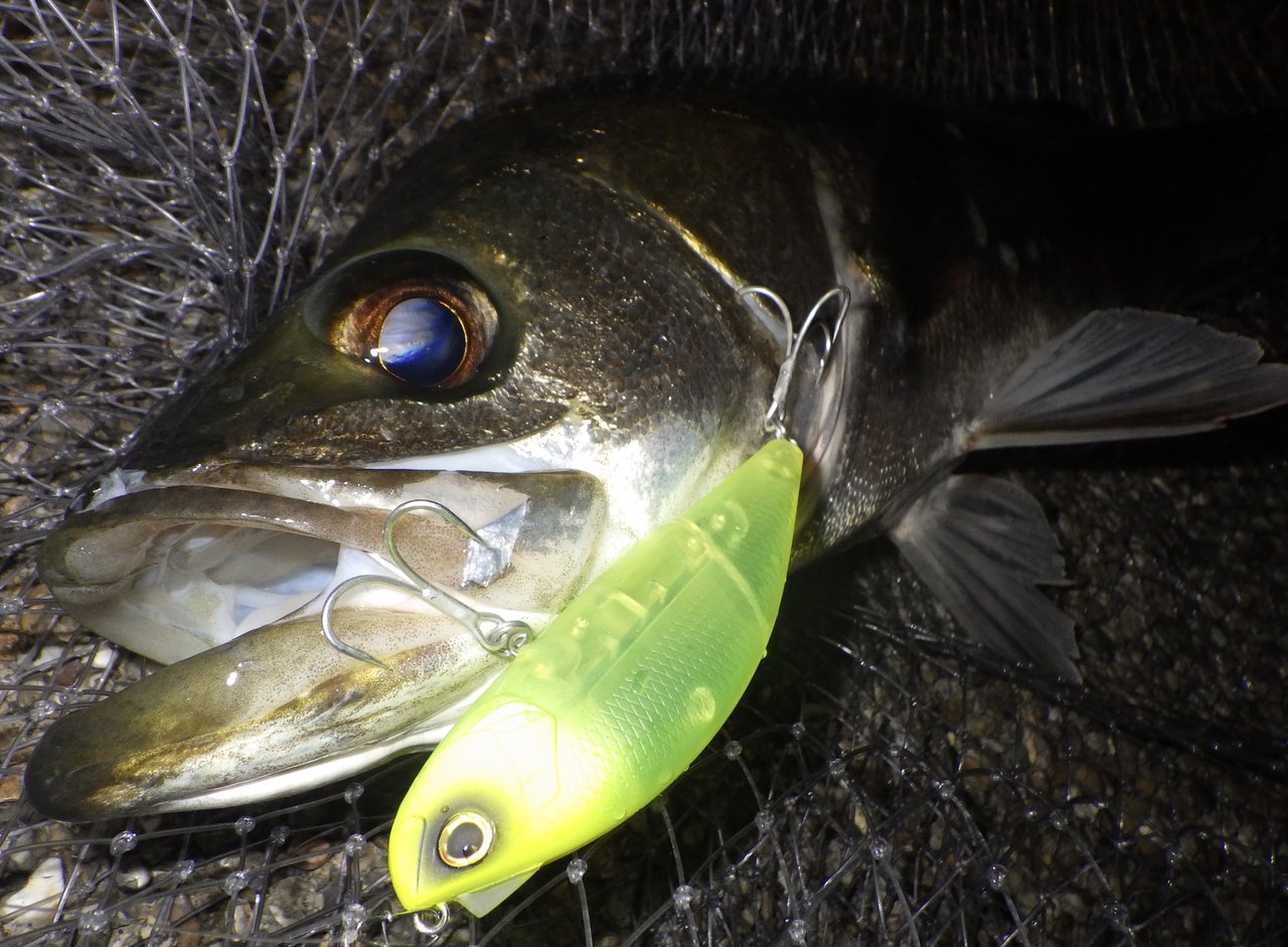 最新釣果 横浜磯子店 釣具のキャスティング