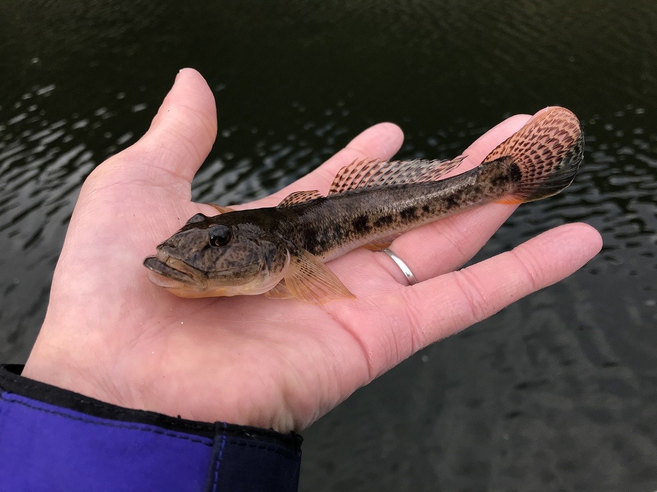 最新釣果 石巻店 釣具のキャスティング