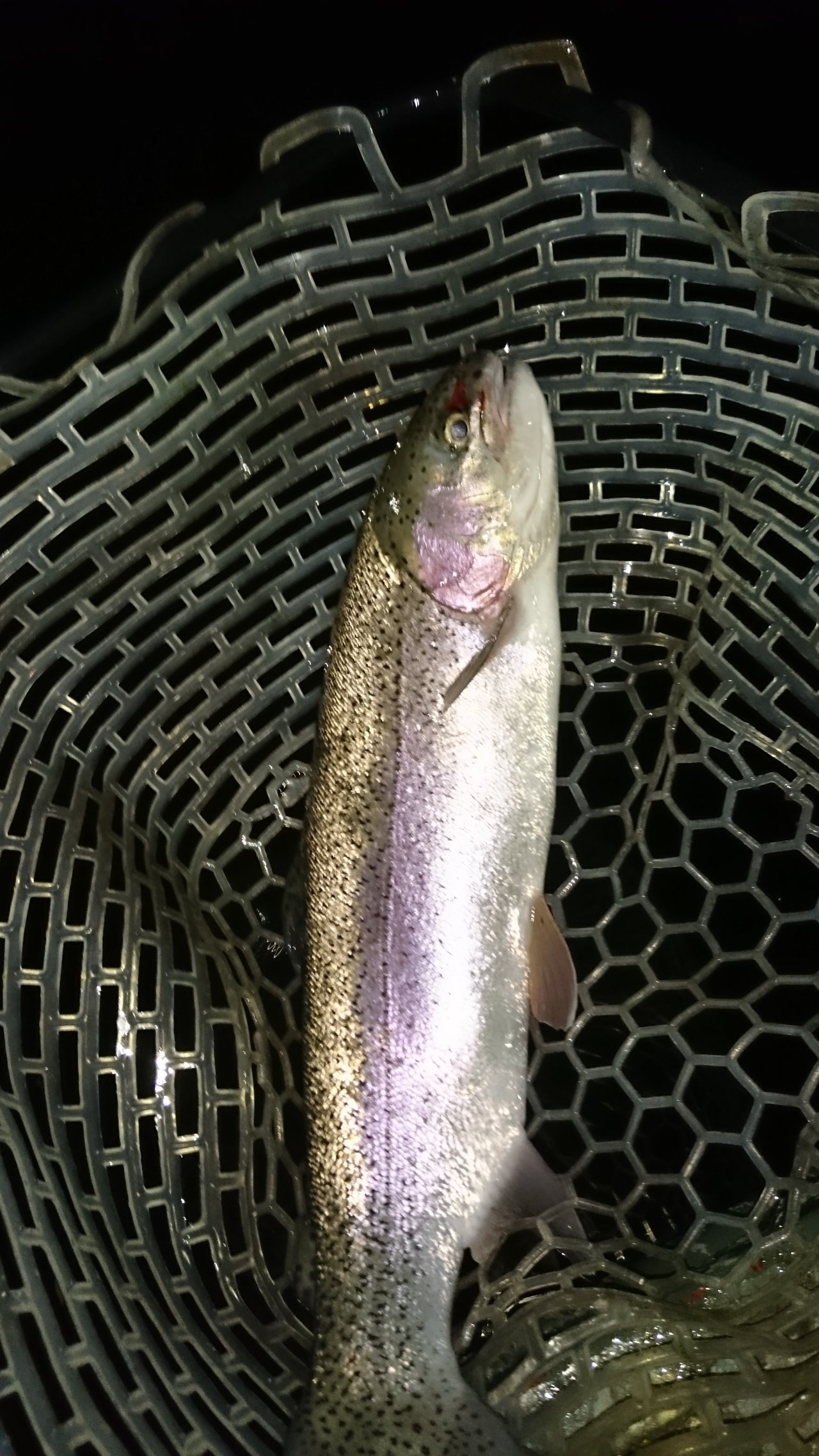 最新釣果 成田富里店 釣具のキャスティング