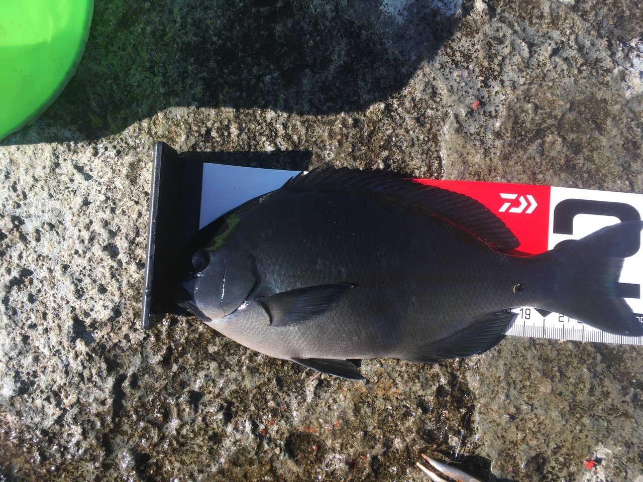 最新釣果 鶴見駒岡店 釣具のキャスティング