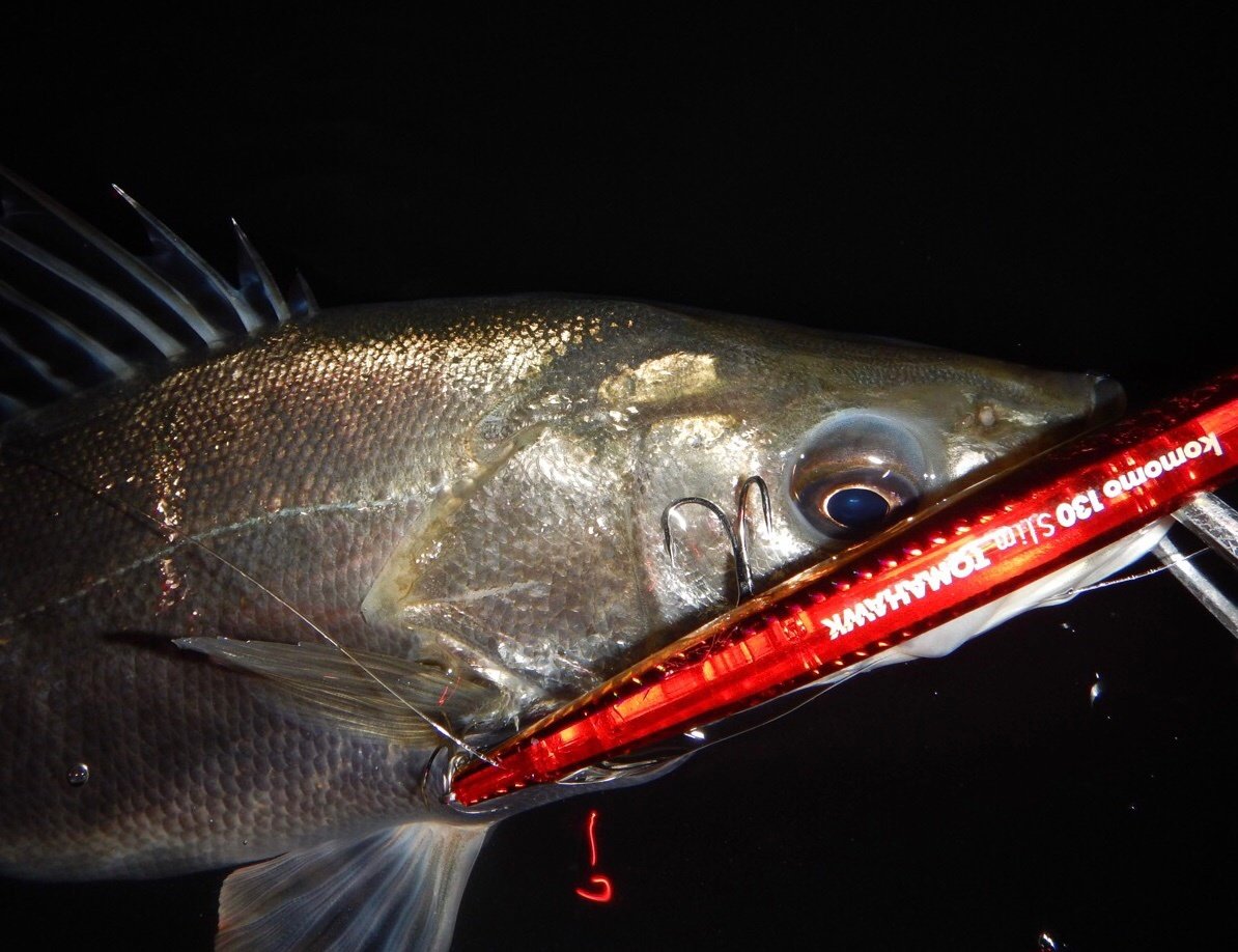 最新釣果 市原１６号店 釣具のキャスティング