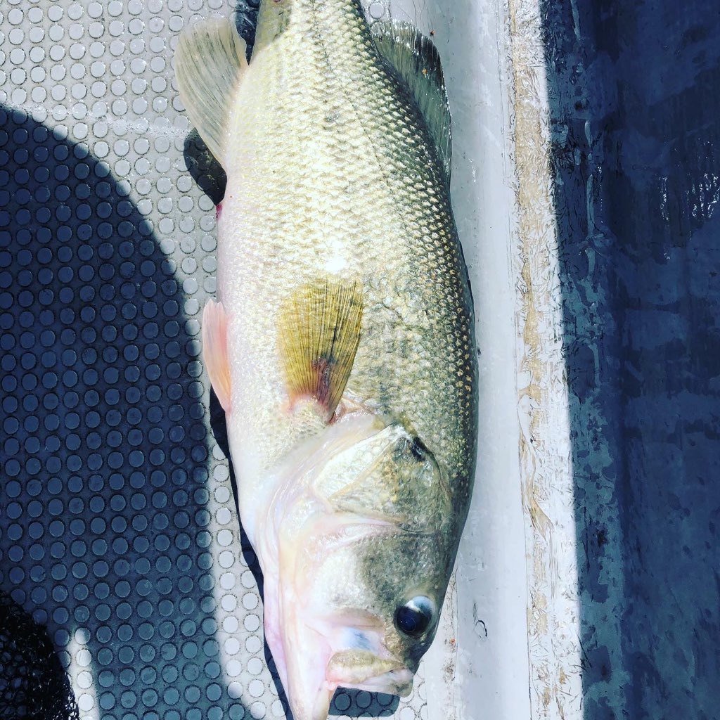 最新釣果 釣具のキャスティング