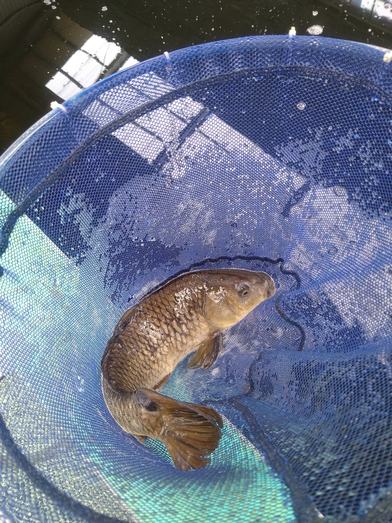 最新釣果 釣具のキャスティング