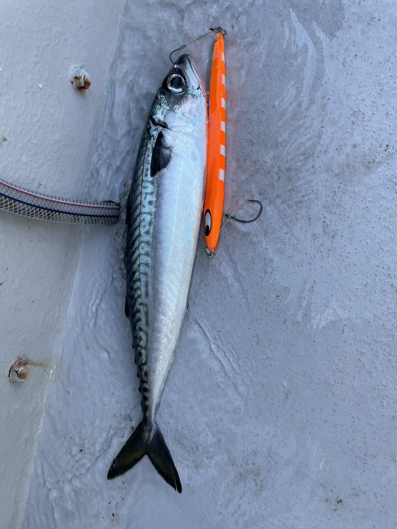 21年04月25日 日 神奈川県 藤沢店の釣果です 釣具のキャスティング