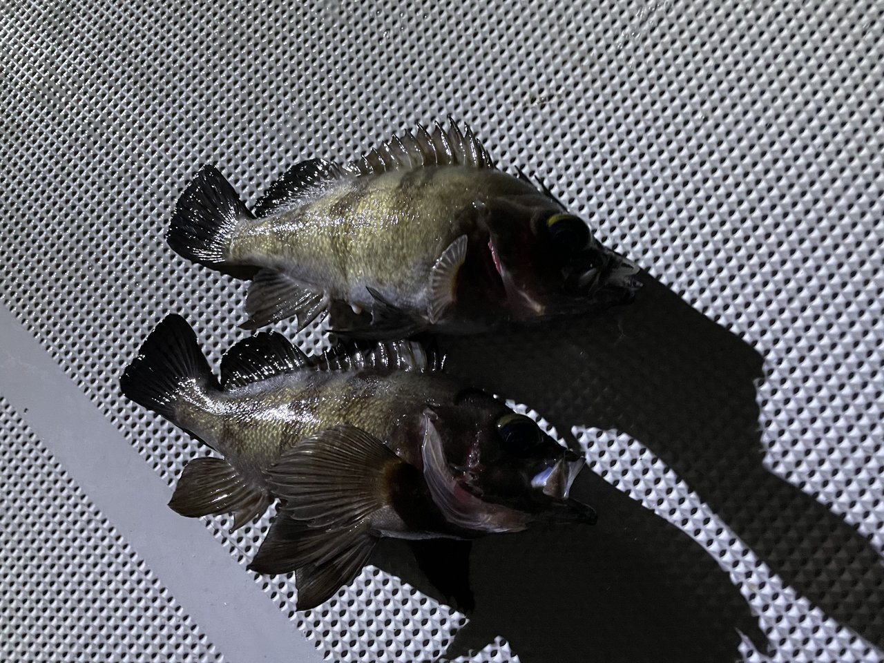 最新釣果 釣具のキャスティング