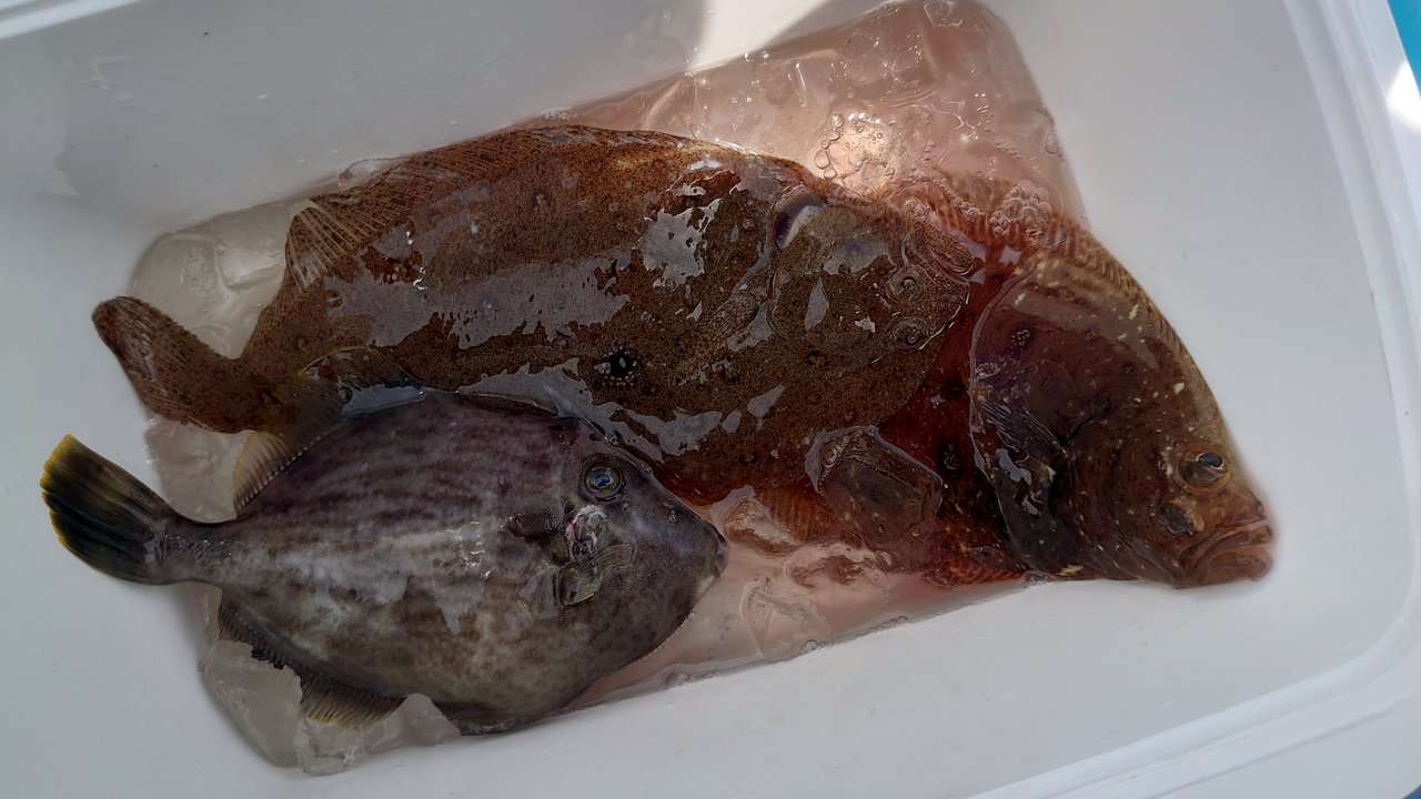最新釣果 釣具のキャスティング