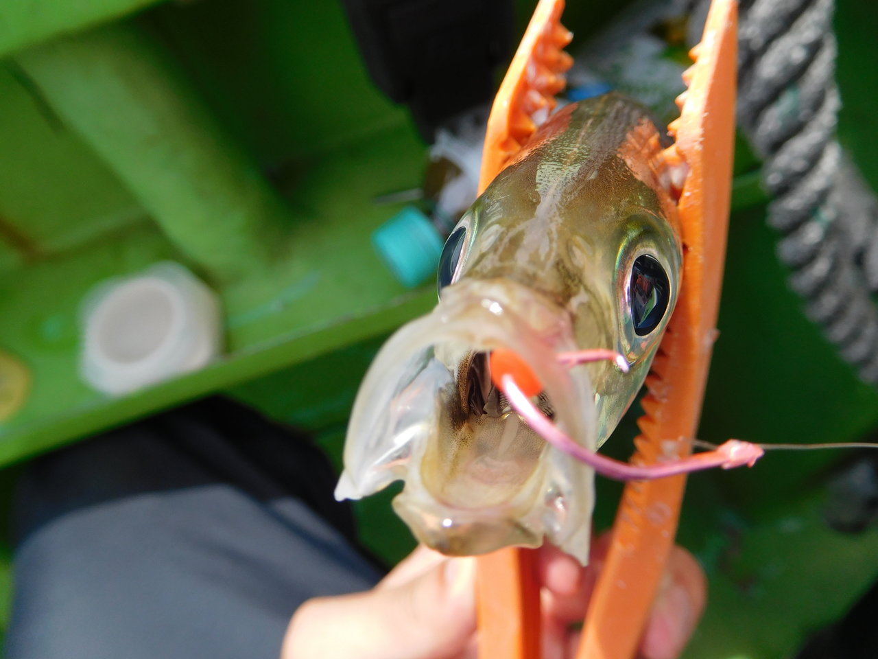 最新釣果 横浜港北店 釣具のキャスティング