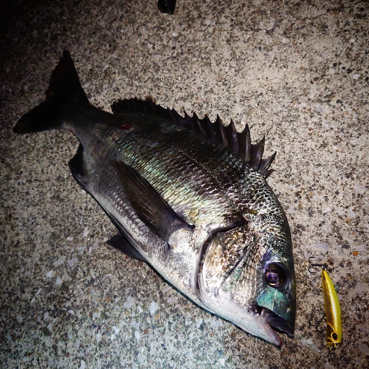 最新釣果 釣具のキャスティング