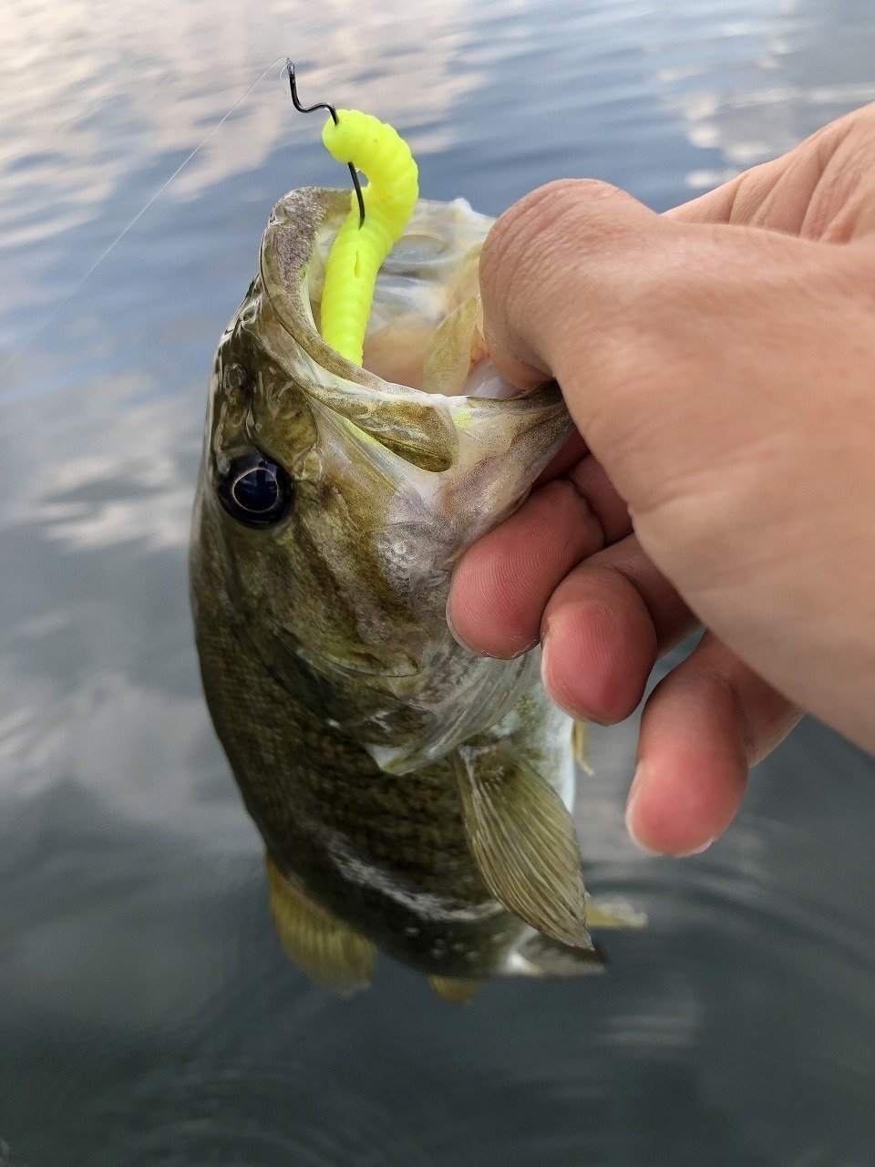 最新釣果 岩槻インター店 釣具のキャスティング
