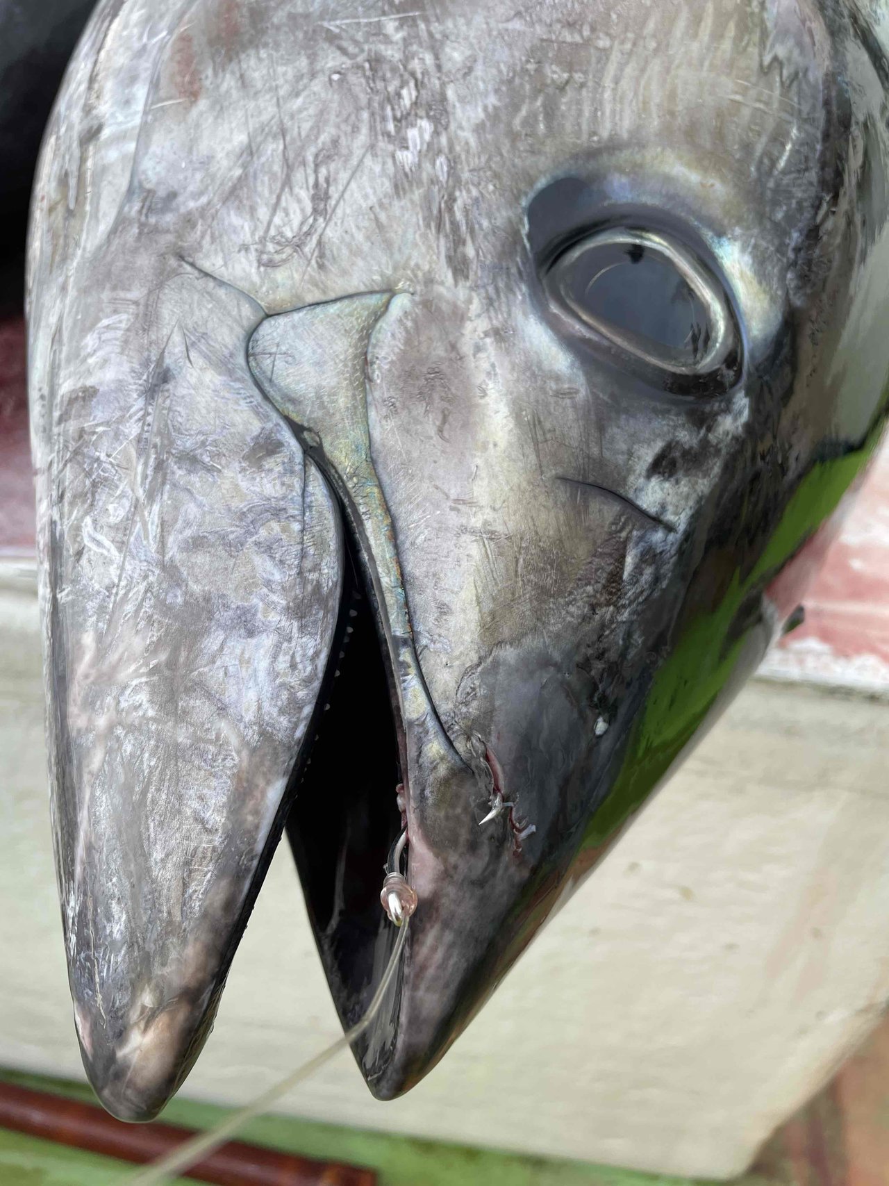 最新釣果 品川シーサイド店 釣具のキャスティング