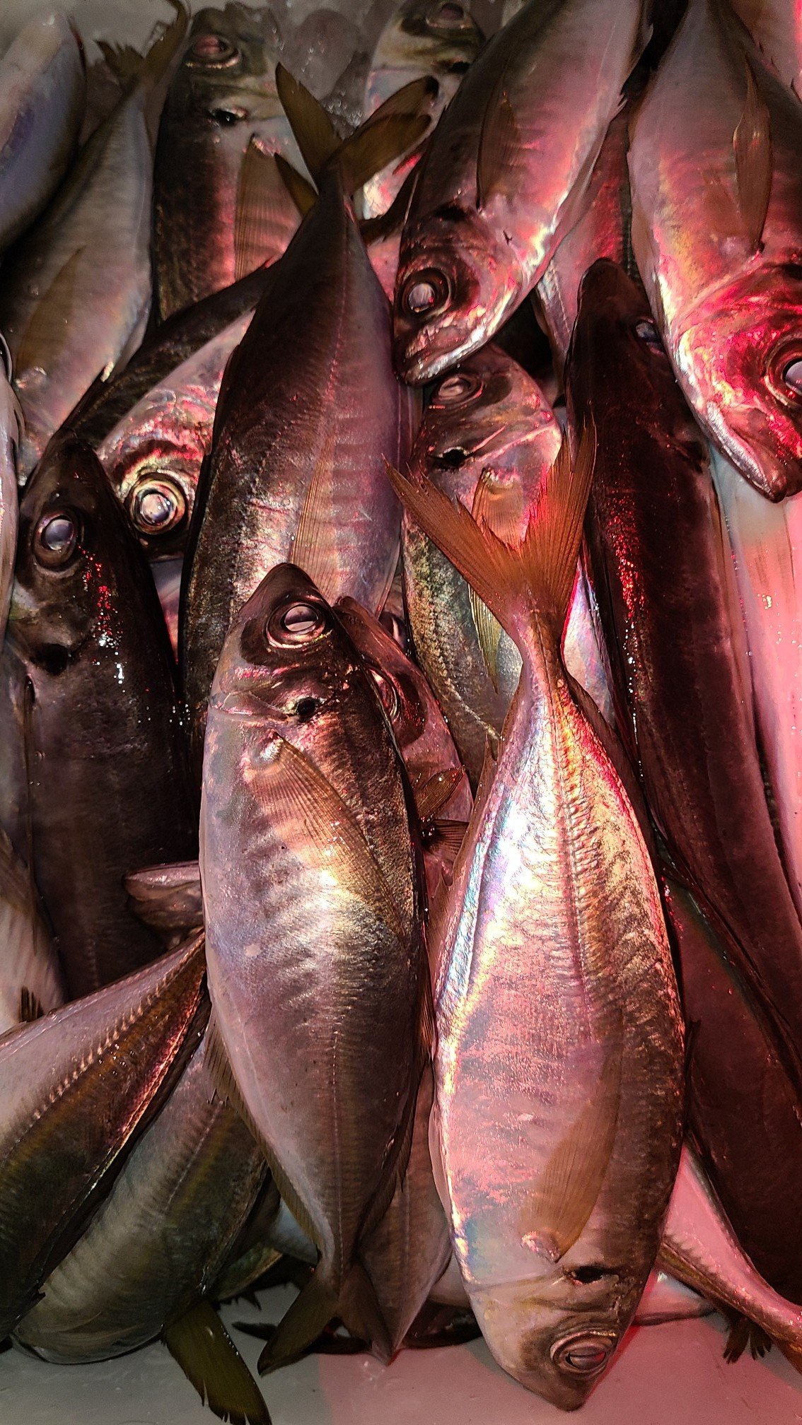 22年01月01日 土 鹿児島県 鹿屋店の釣果です 釣具のキャスティング