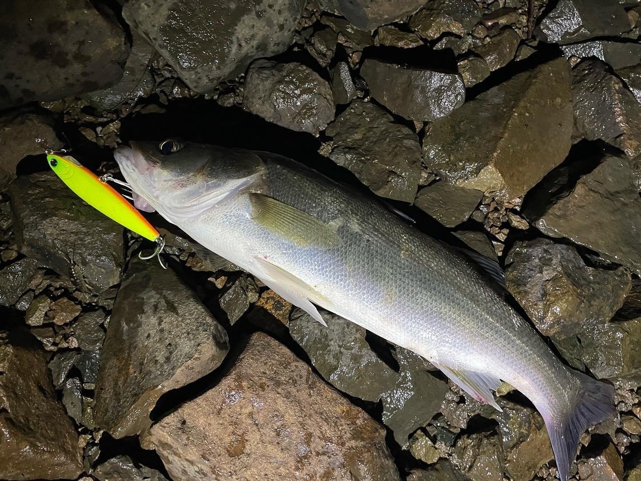 22年06月26日 日 宮城県 泉バイパス店の釣果です 釣具のキャスティング