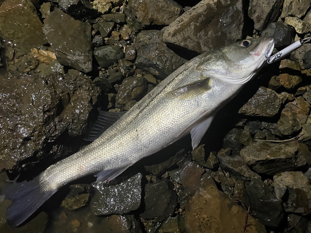 22年06月26日 日 宮城県 泉バイパス店の釣果です 釣具のキャスティング