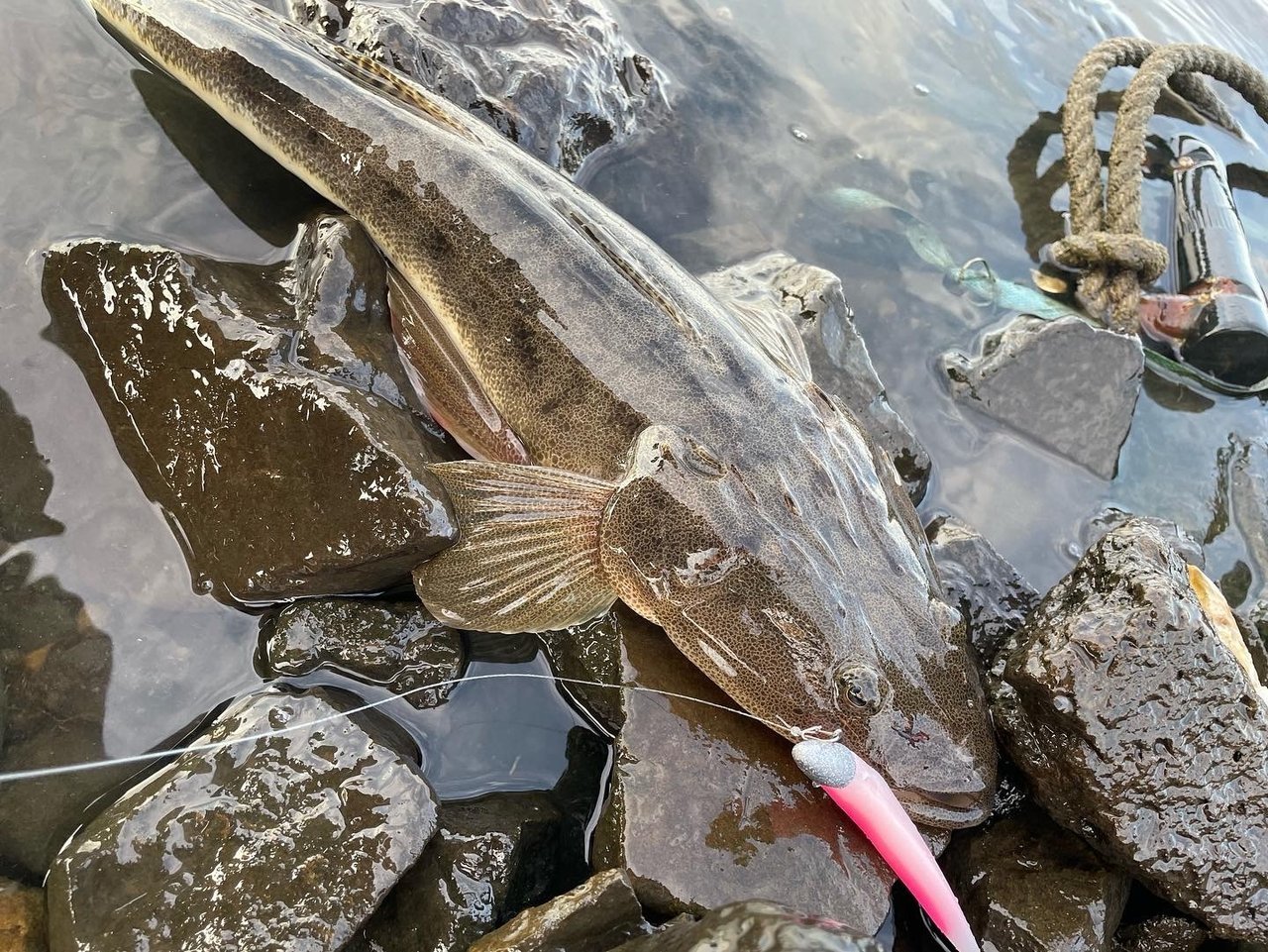 22年06月26日 日 宮城県 泉バイパス店の釣果です 釣具のキャスティング