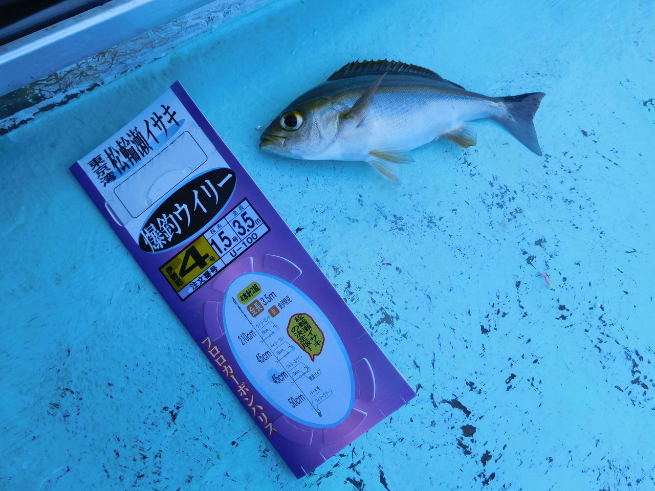 最新釣果 横浜港北店 釣具のキャスティング