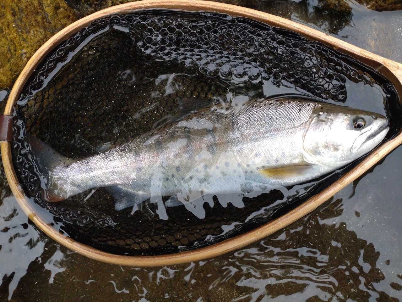 正規認証品!新規格 魚 釣り 未使用に近い RAINBOWTROUT Little