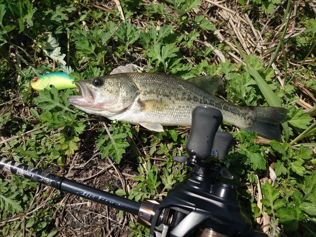 2023年04月17日(月) 福岡県 太宰府店の釣果です。[釣具のキャスティング]