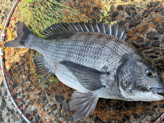 糸島アングラーペッシ さんの 2024年03月31日のソゲの釣り・釣果情報(福岡県 - 加布里漁港) - アングラーズ