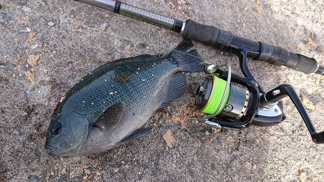 東京都で釣れたチチブの釣り・釣果情報 - アングラーズ