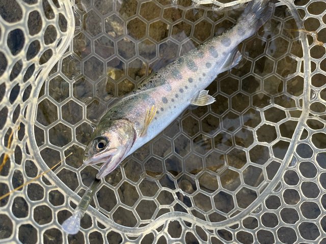 ダイワ ネオステージ TT 89M 22年モデル