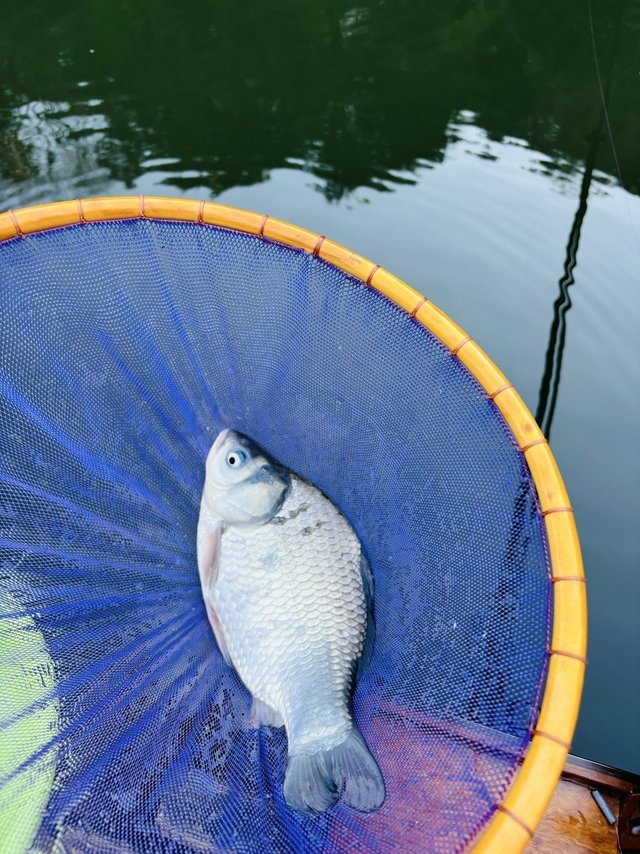 シマノ へら竿 飛天弓 閃光L2 18尺【即日発送】: 竿｜釣具の通販