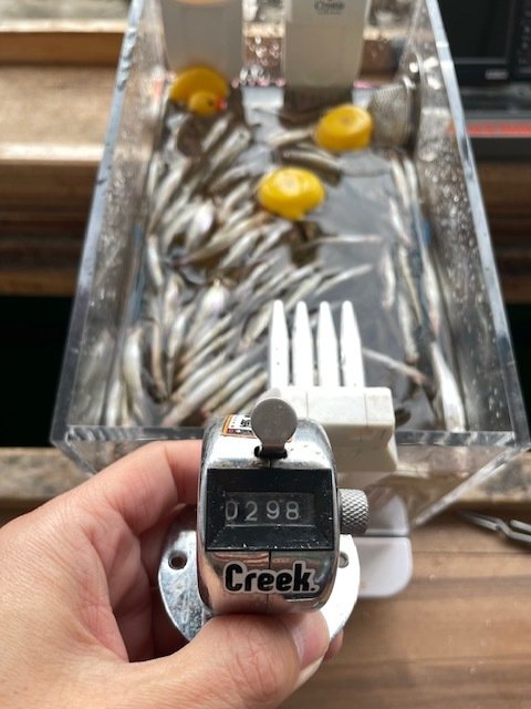バリバス ワカサギ竿 ワカサギ穂先 桧原MAX319燻紫銀SFX: 竿