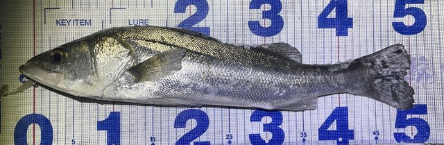 2025年02月06日(木) 宮城県 多賀城店の釣果です。[釣具のキャスティング]
