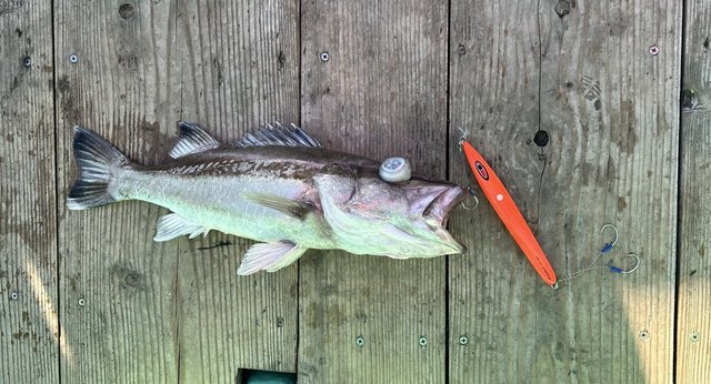 2025年02月20日(木) 東京都 日本橋店の釣果です。[釣具のキャスティング]