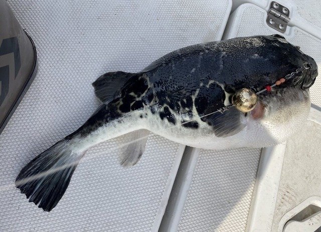 2025年03月27日(木) 東京都 足立環七店の釣果です。[釣具の