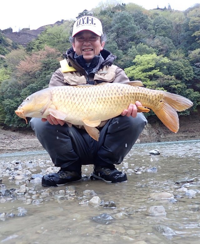 ダイワ スピニングリール 24セルテート FCLT2000S-P【即日発送 ダイワ スピニングリール 24セルテート FCLT2000S-P【即日発送
