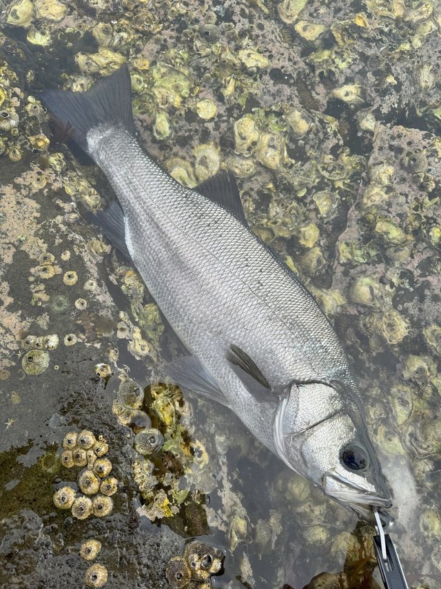 テンリュウ ロックフィッシュロッド ロックアイ ヴォルテックス