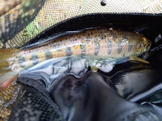 Amazon | ダイワ(DAIWA) TROUT(トラウト) X NT 48ULB・N