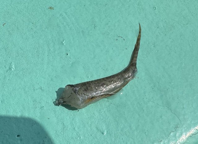 ダイワ ベイトリール 25タトゥーラ TW 200HL(左)(200HL): リール｜釣具